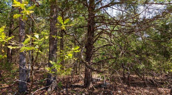 Autumnwood Tract 7 in Fulton County, AR