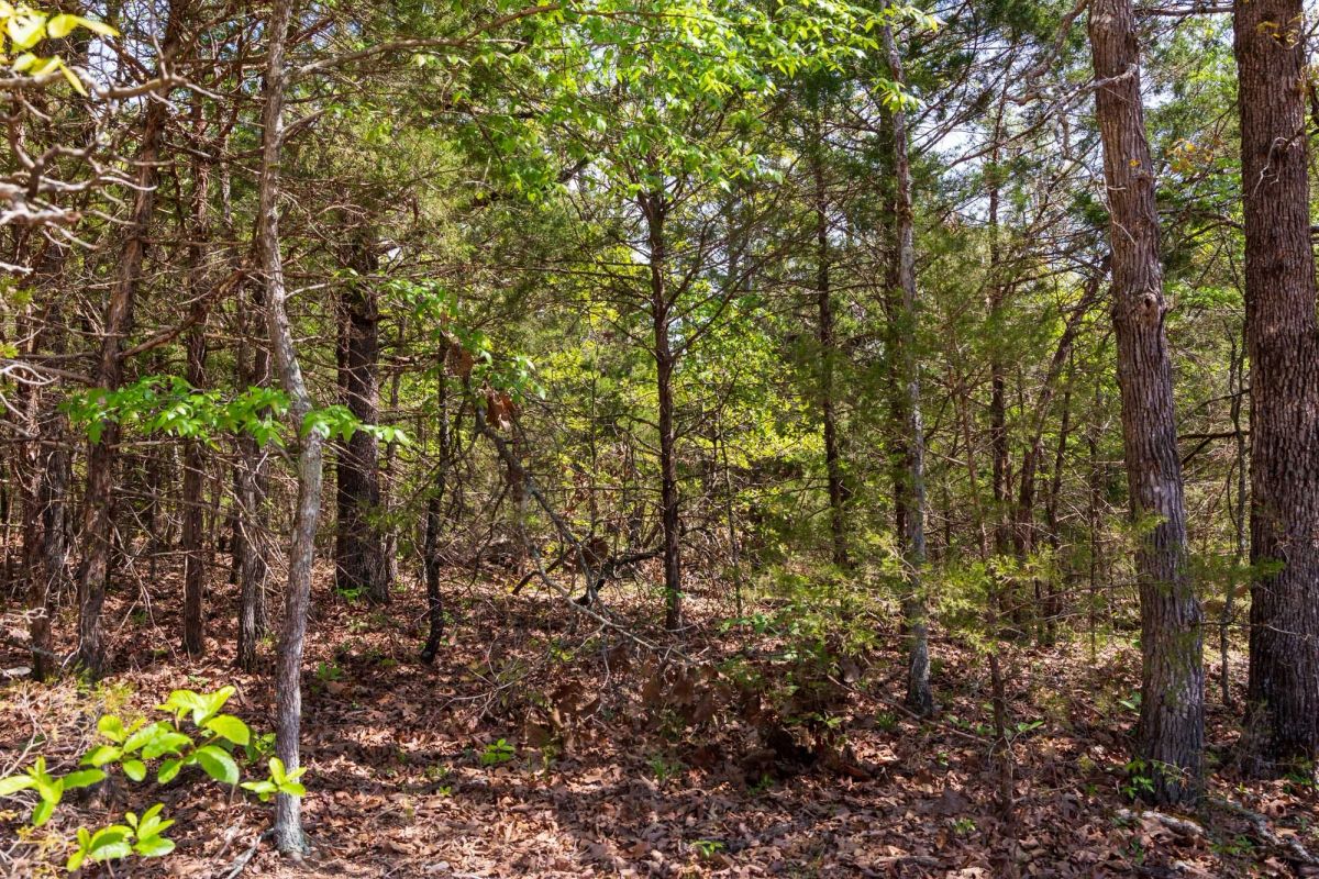Autumnwood Tract 7 - Image 3