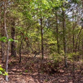 Autumnwood Tract 7 in Fulton County, AR