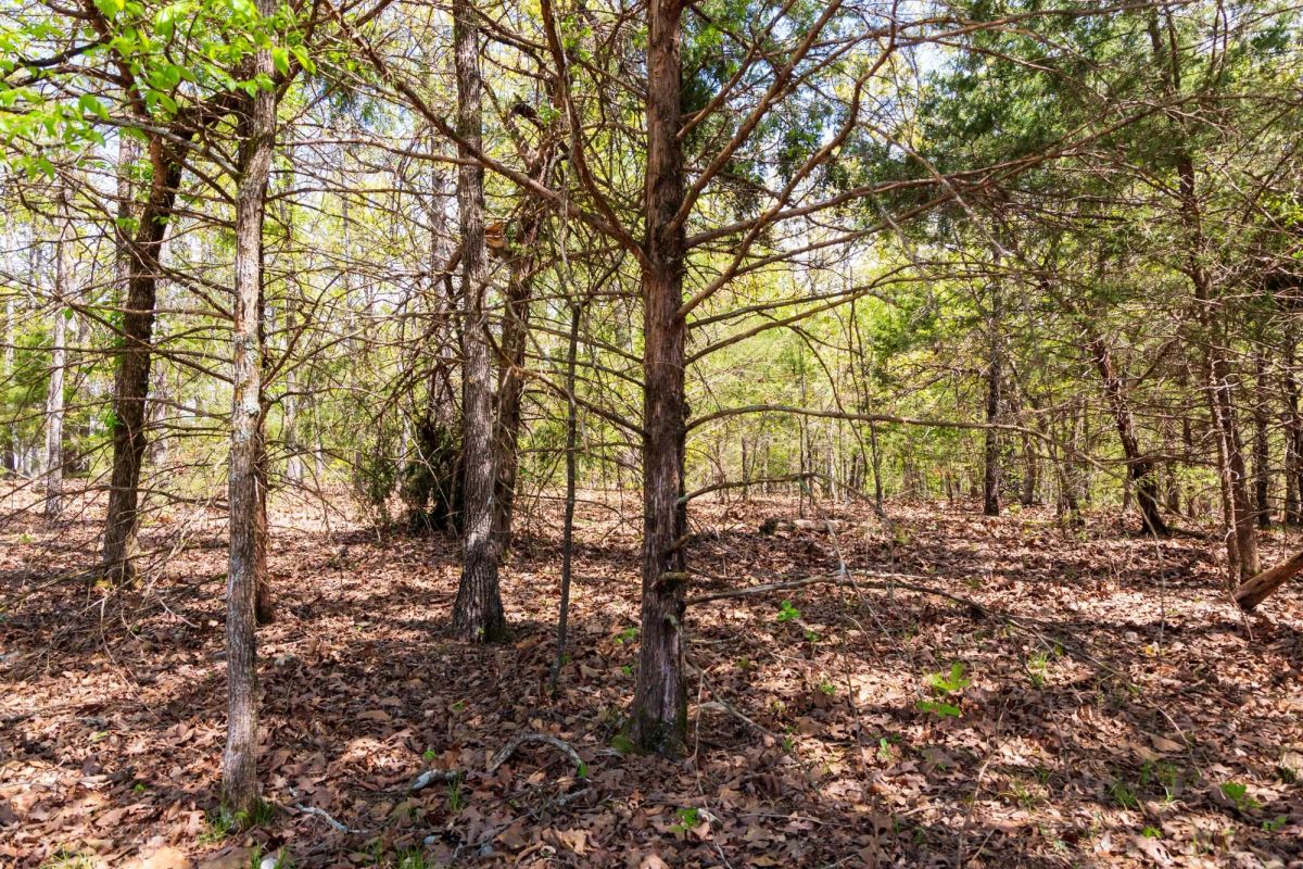 Decorative background for Autumnwood Tract 7 image 5