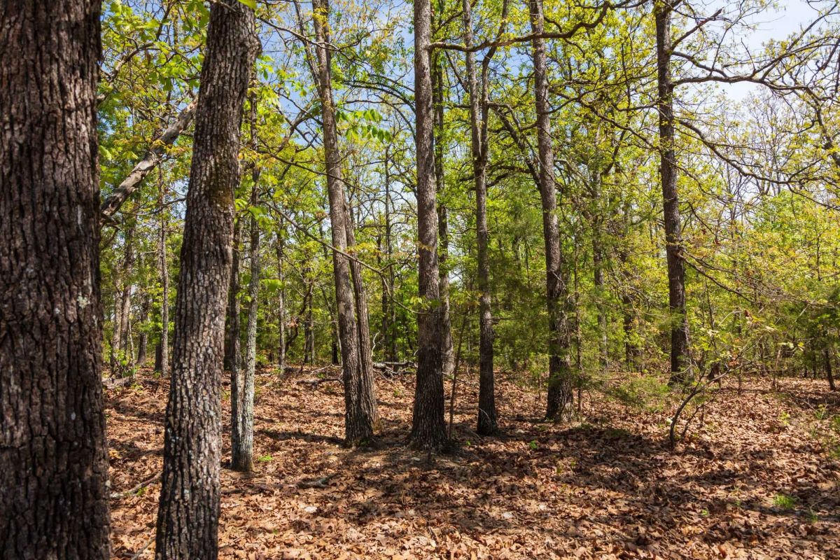 Decorative background for Autumnwood Tract 7 image 7