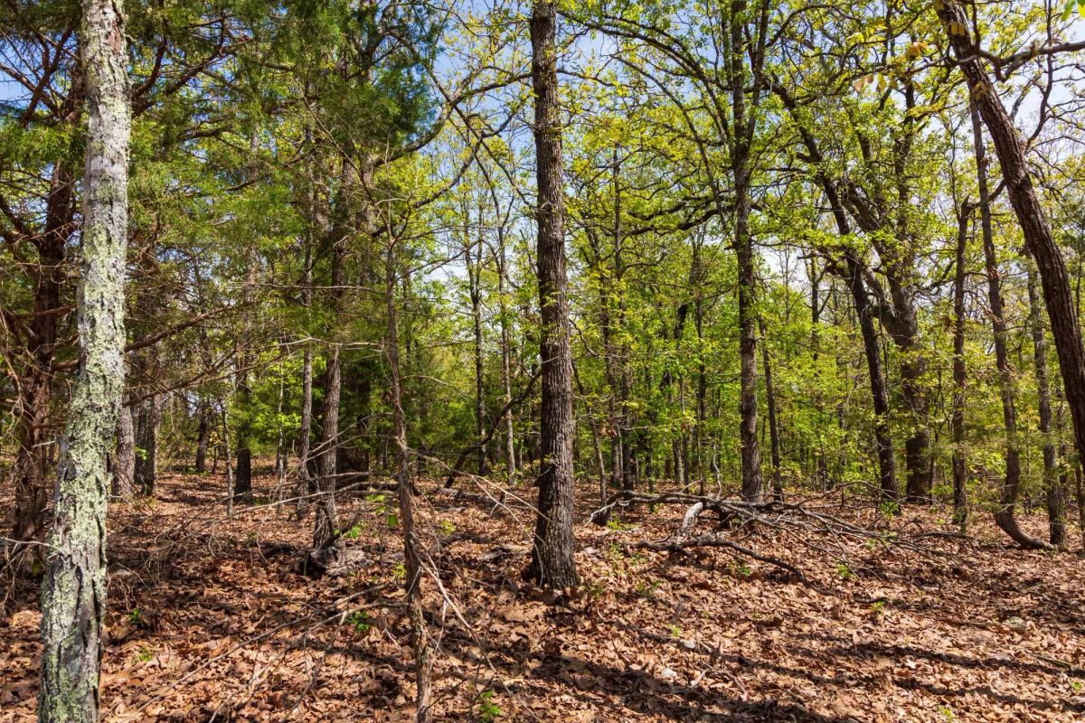 Decorative background for Autumnwood Tract 7 image 8