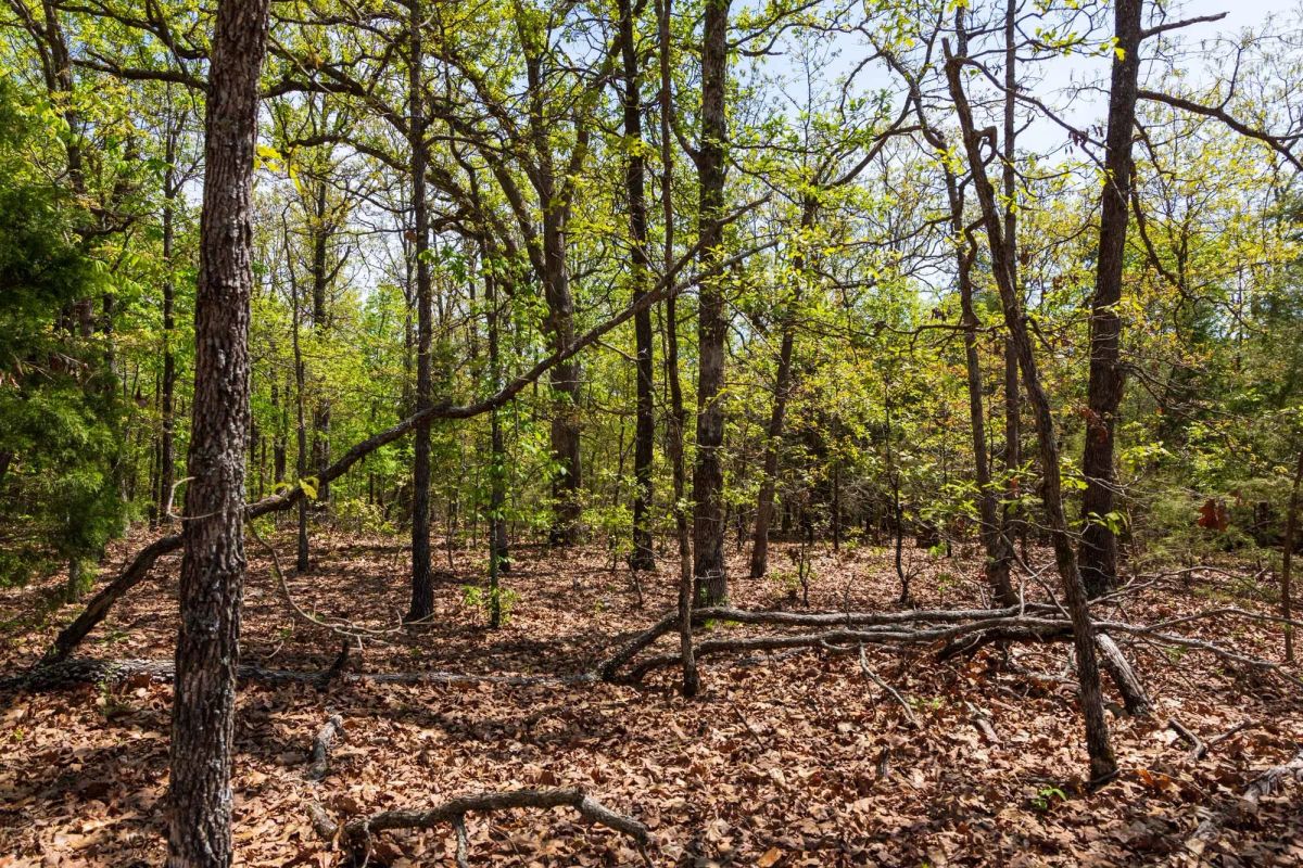 Decorative background for Autumnwood Tract 7 image 9