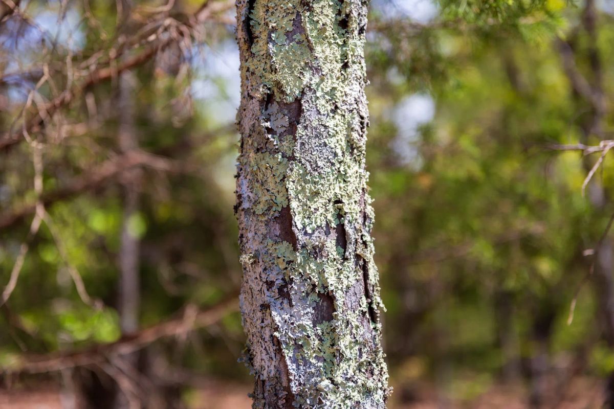 Decorative background for Autumnwood Tract 7 image 10