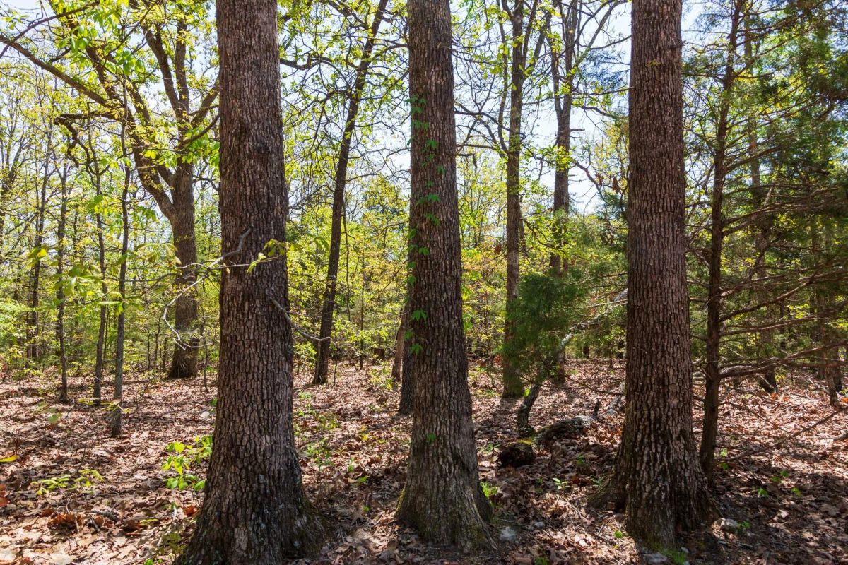Decorative background for Autumnwood Tract 7 image 13