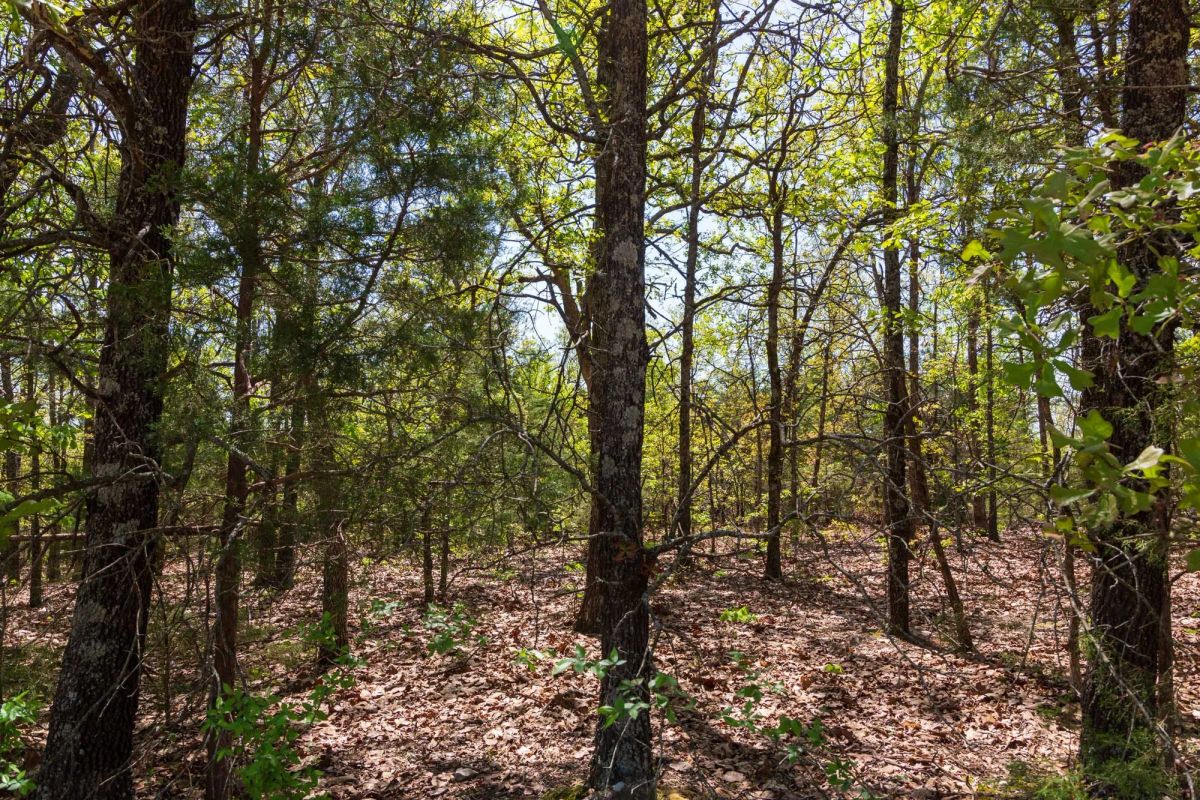 Decorative background for Autumnwood Tract 7 image 14