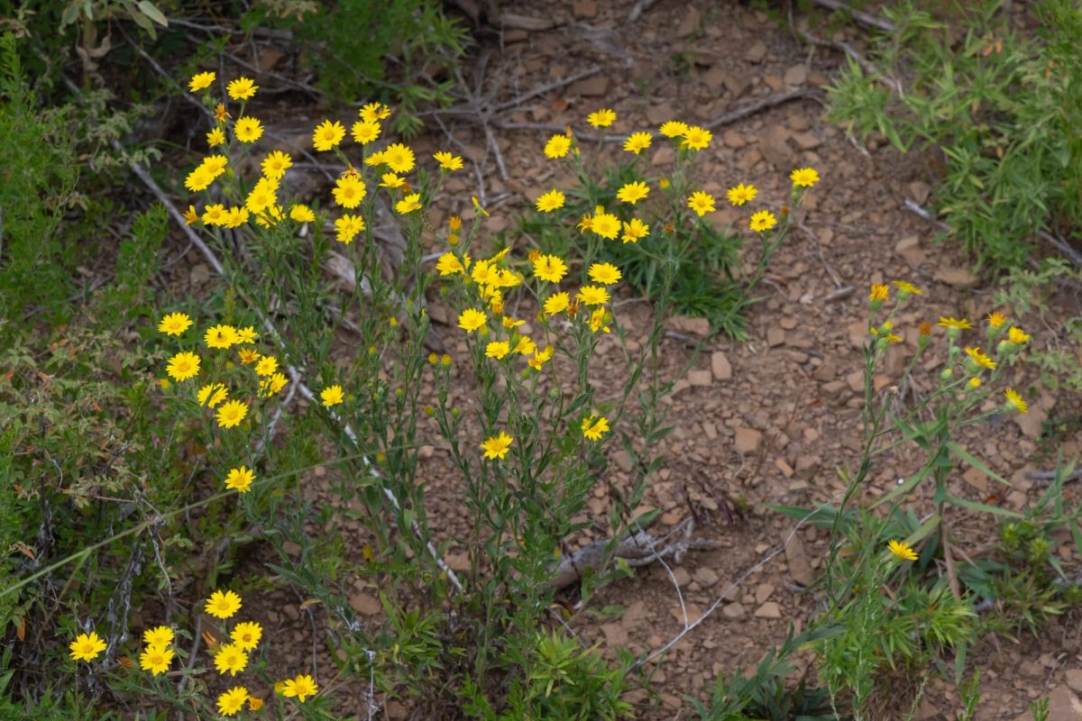 Decorative background for Reserves At Cattail Cove Phase II Tract 46 image 6