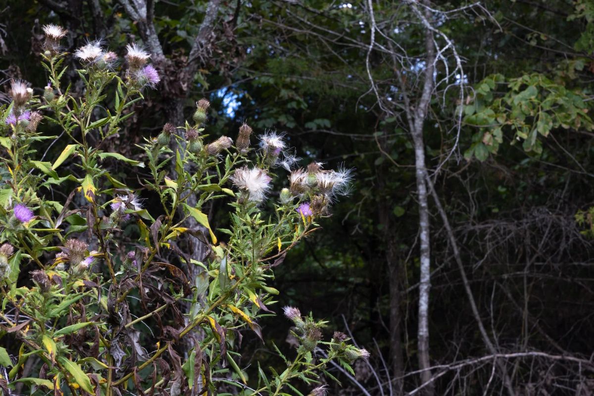 Decorative background for Reserves At Cattail Cove Phase II Tract 46 image 8