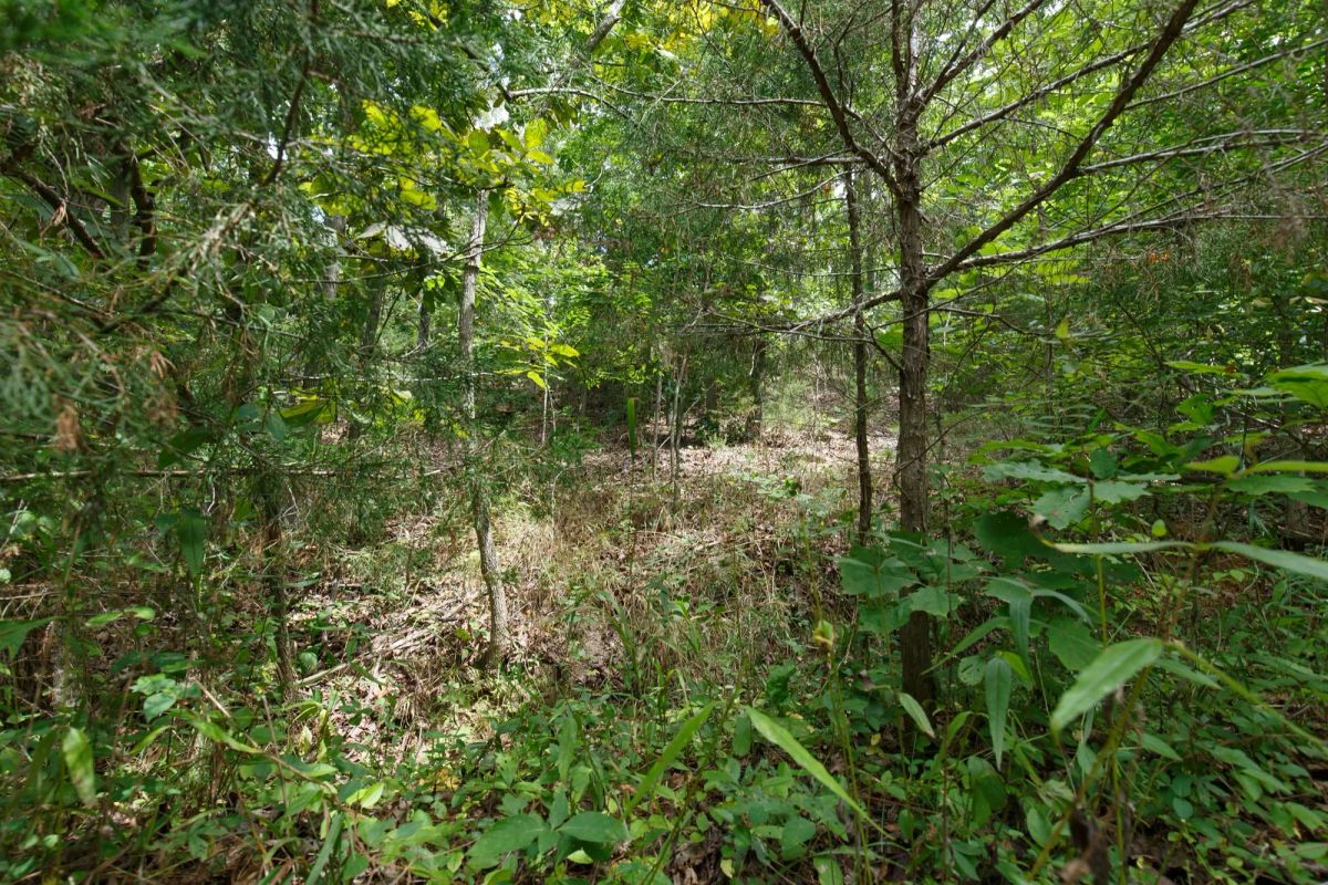 Decorative background for Spring Lake Plat 5 Tract 325 image 5