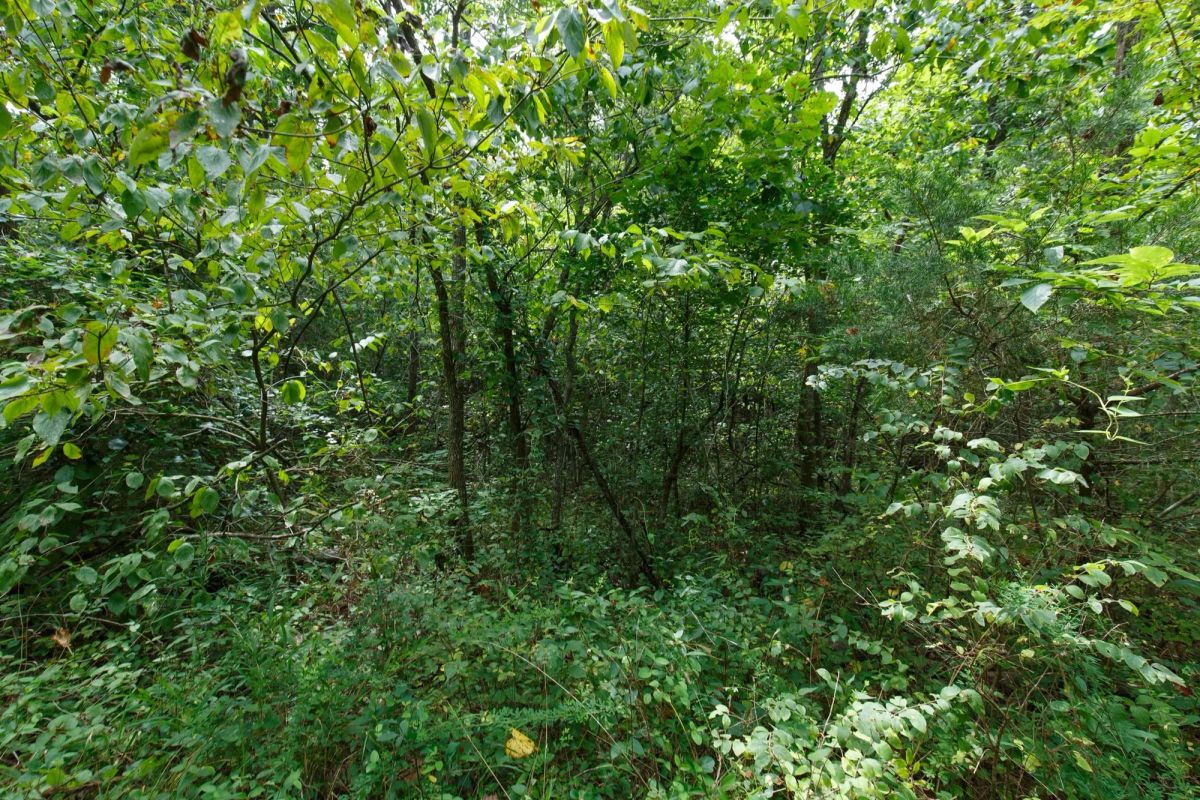 Decorative background for Spring Lake Plat 5 Tract 325 image 6