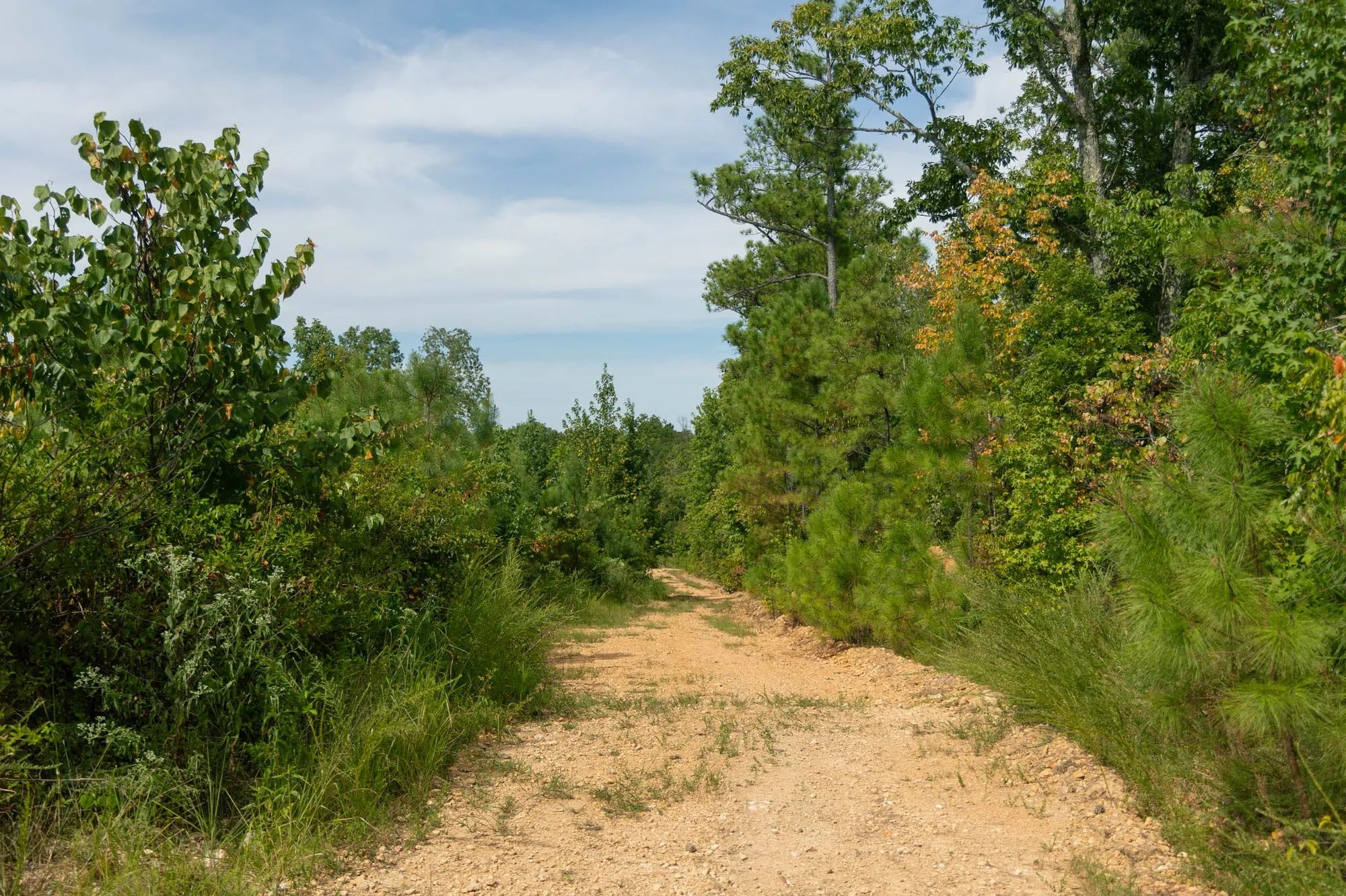 Big White Oak Tract 31 in Wayne County, TN