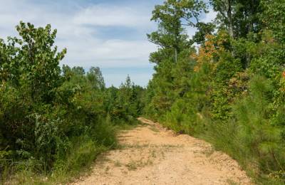 Big White Oak Tract 31