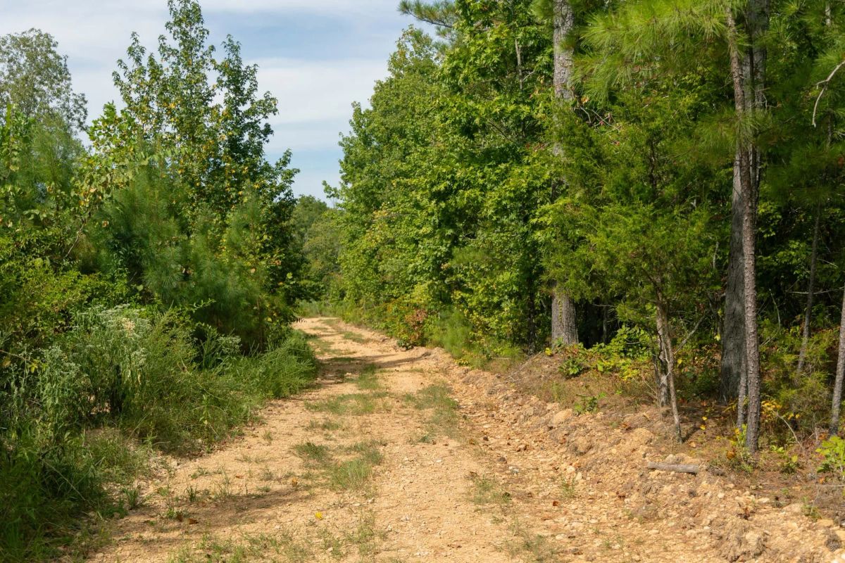 Big White Oak Tract 31 - Image 2