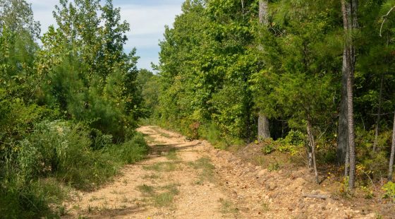 Big White Oak Tract 31 in Wayne County, TN