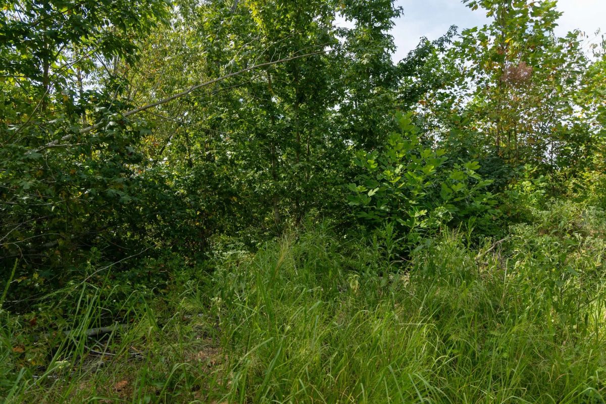 Big White Oak Tract 31 - Image 3