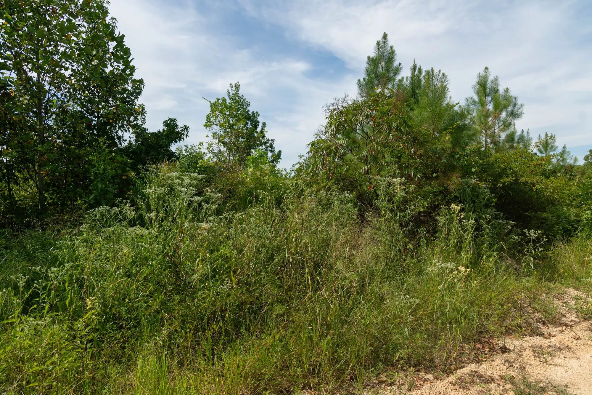 Big White Oak Tract 31 in Wayne County, TN