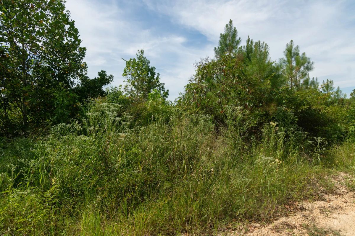 Big White Oak Tract 31 - Image 4