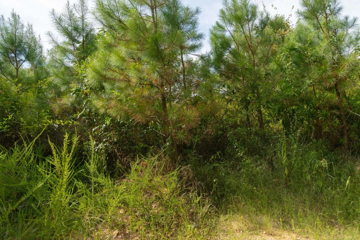 Decorative background for Big White Oak Tract 31 image 5