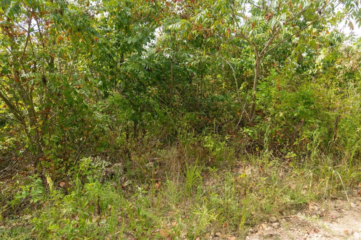 Decorative background for Big White Oak Tract 31 image 6