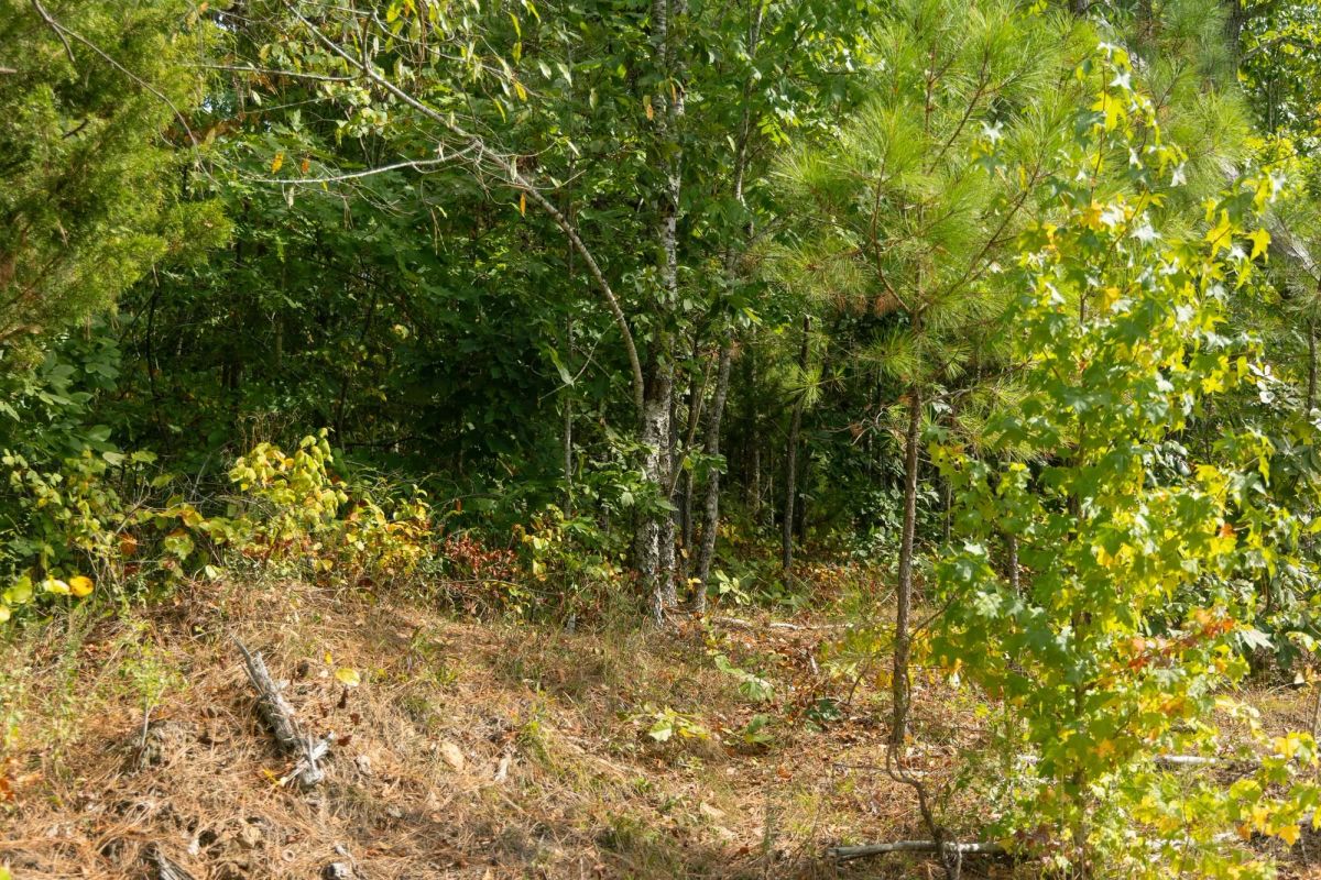 Decorative background for Big White Oak Tract 31 image 7