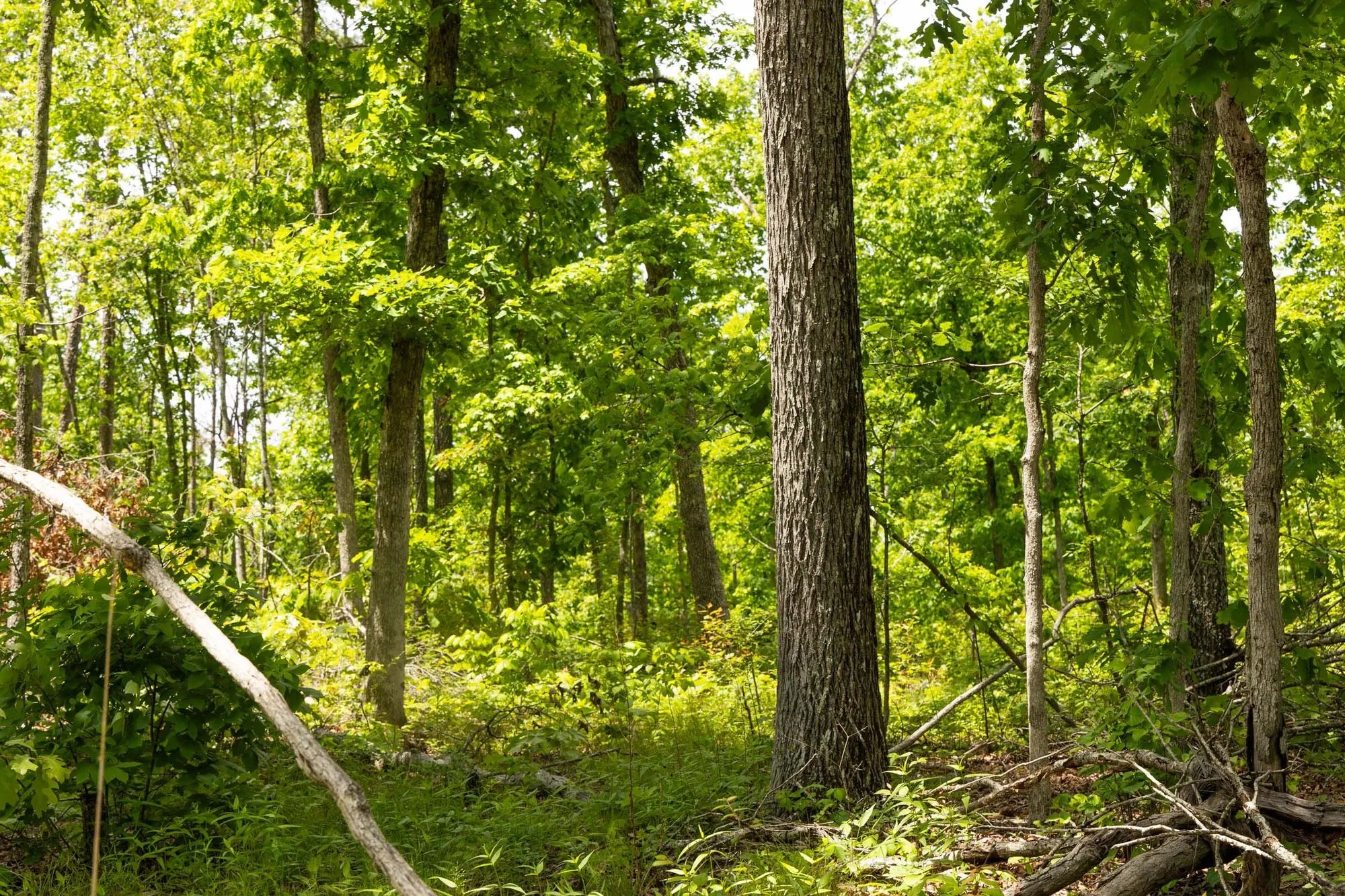 Stardust Estates Tract 11 in Reynolds County, MO