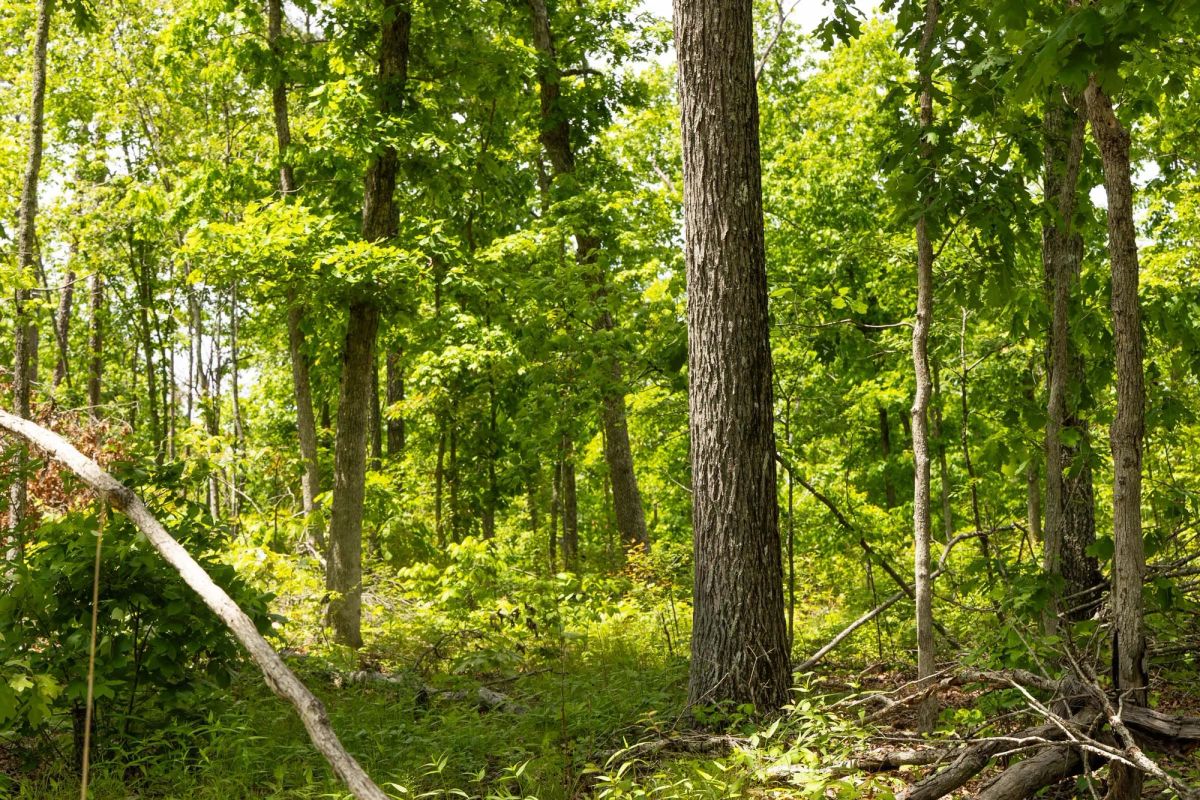 Stardust Estates Tract 11 - Image 3