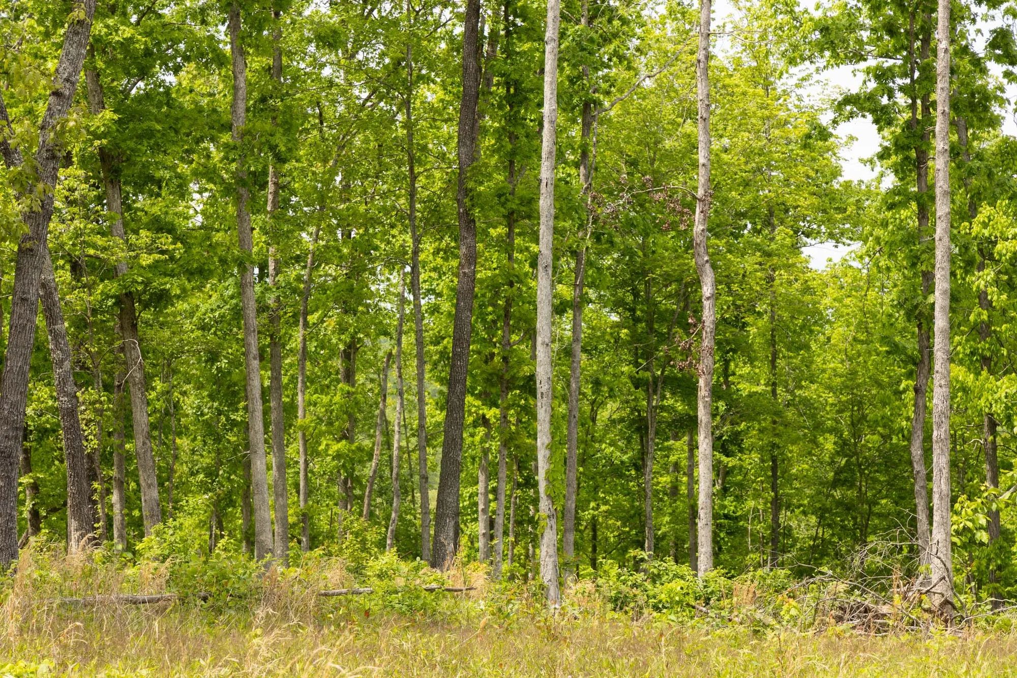 Stardust Estates Tract 11 in Reynolds County, MO