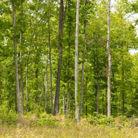 Stardust Estates Tract 11 in Reynolds County, MO