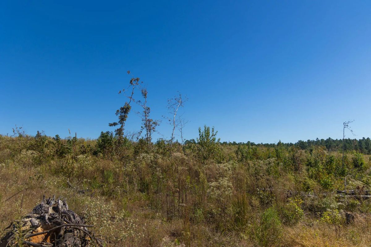 Decorative background for Meyer’s Ridge Tract 36 image 5