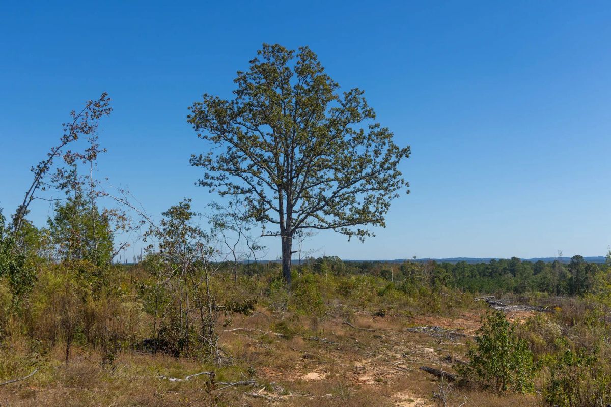 Decorative background for Meyer’s Ridge Tract 36 image 7
