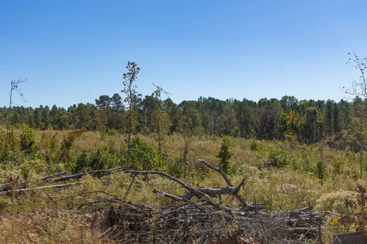 Decorative background for Meyer’s Ridge Tract 36 image 10