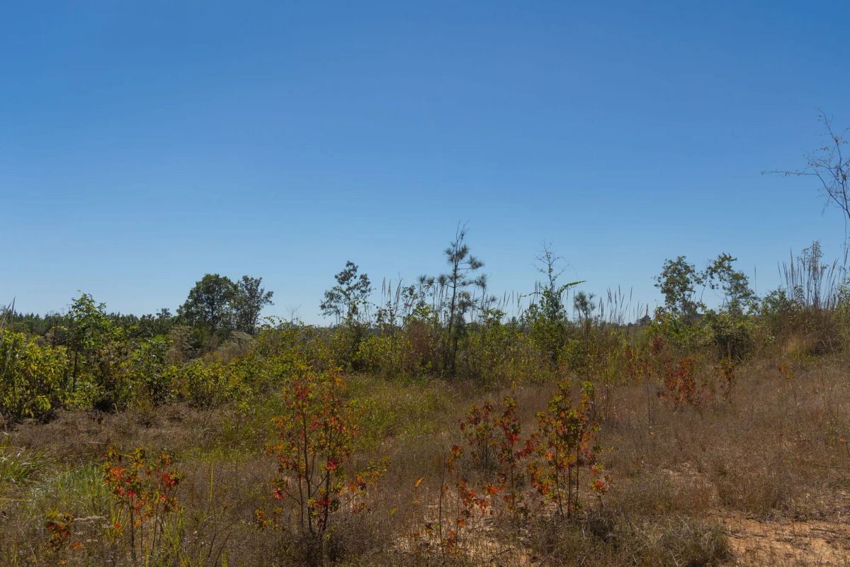 Decorative background for Meyer’s Ridge Tract 36 image 11