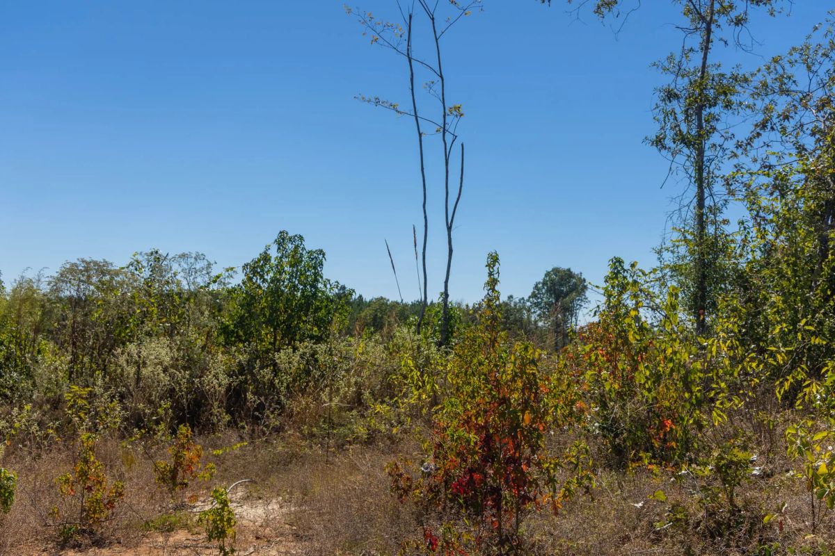 Decorative background for Meyer’s Ridge Tract 36 image 14