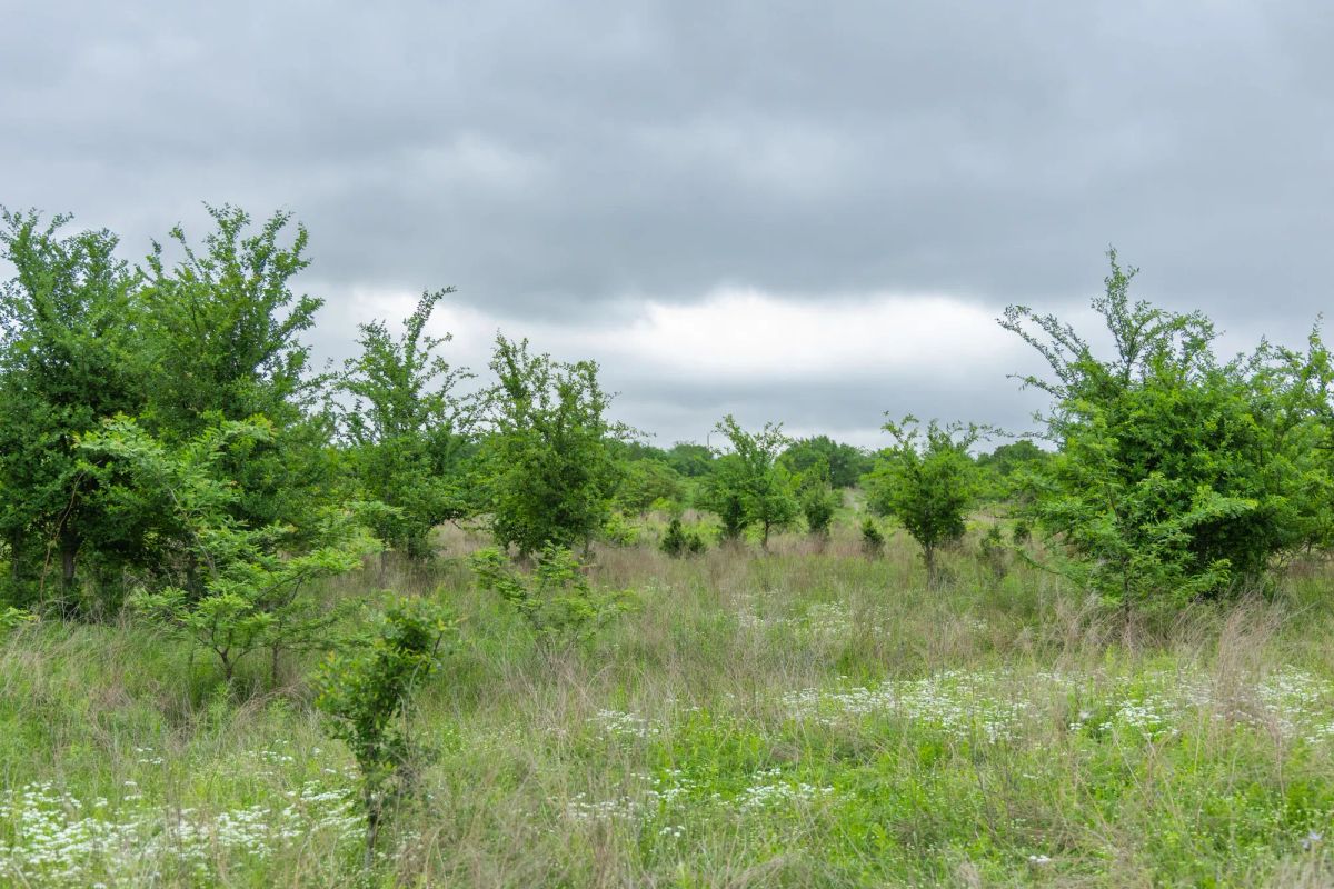 Decorative background for Harmony Hills Tract 1 image 5
