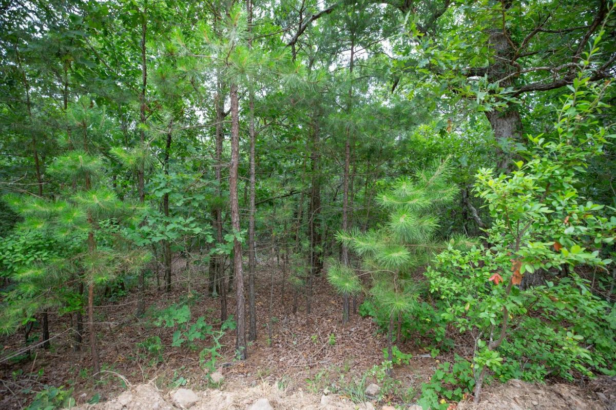 Eagle’s Nest Tract 84 - Image 4