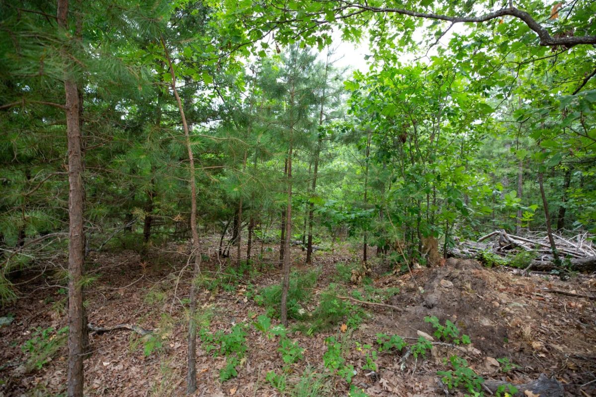 Decorative background for Eagle’s Nest Tract 84 image 7