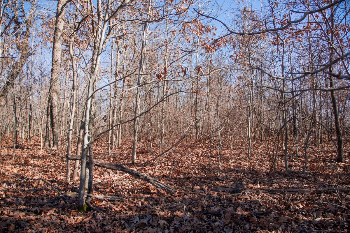 Decorative background for Buffalo Hills Tract 18 image 5