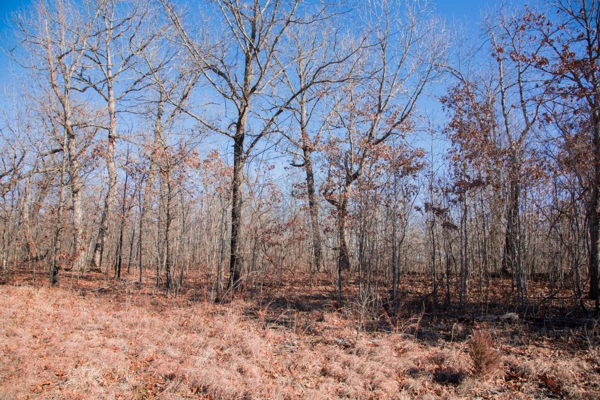 Decorative background for Buffalo Hills Tract 18 image 8