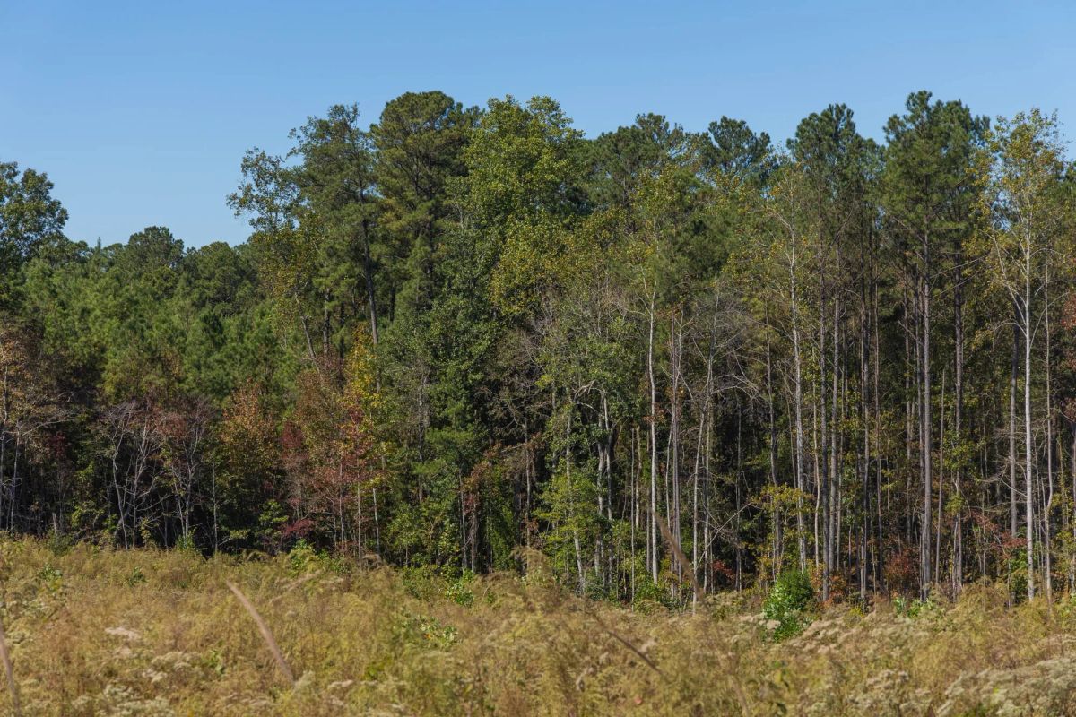 Meyer’s Ridge Tract 14 - Image 3