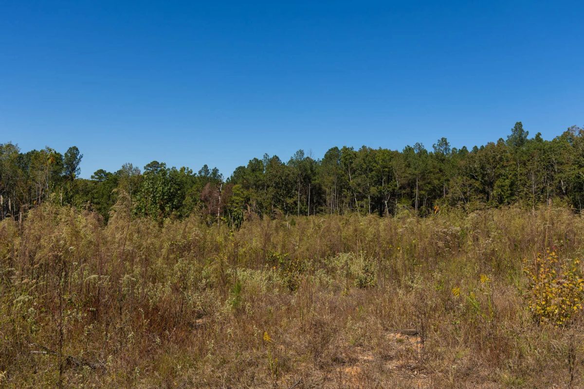Decorative background for Meyer’s Ridge Tract 14 image 5