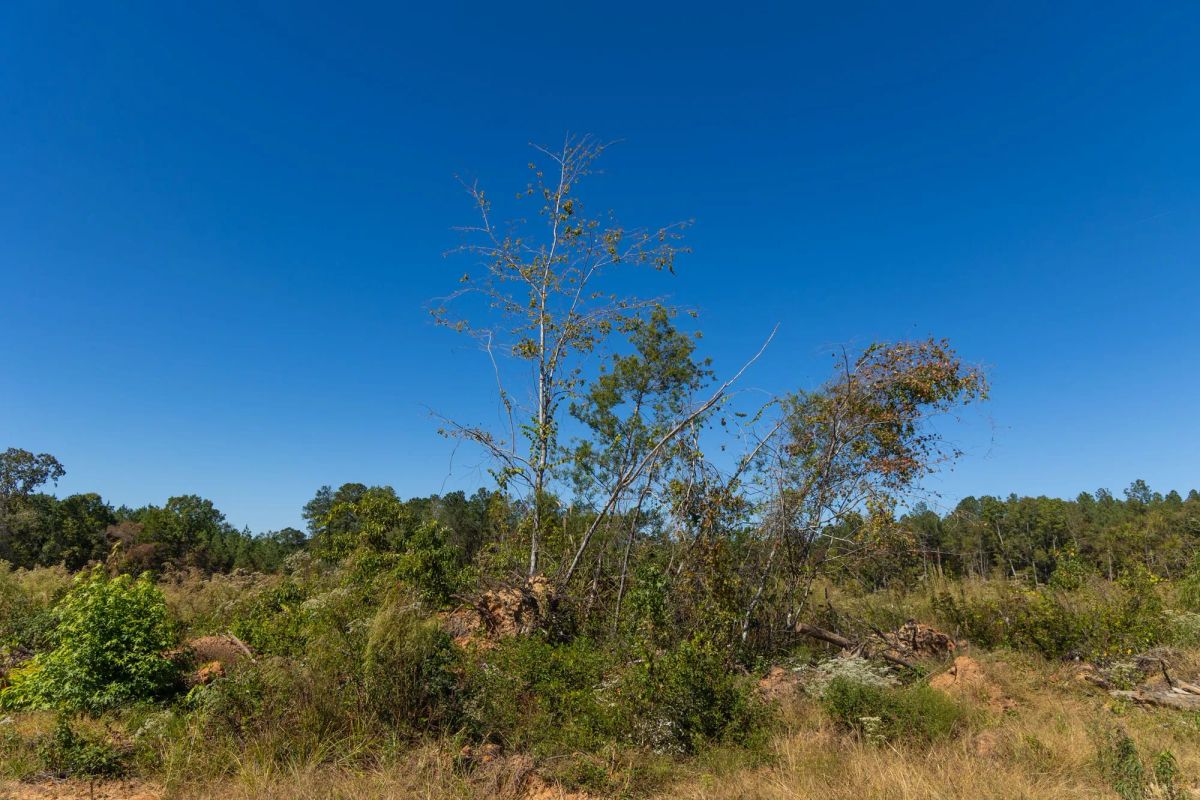 Decorative background for Meyer’s Ridge Tract 14 image 8