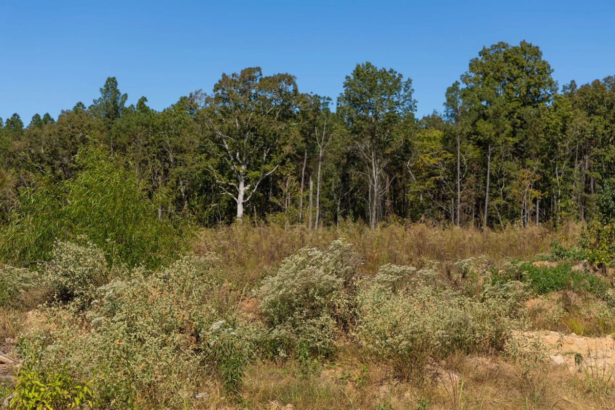 Decorative background for Meyer’s Ridge Tract 14 image 9