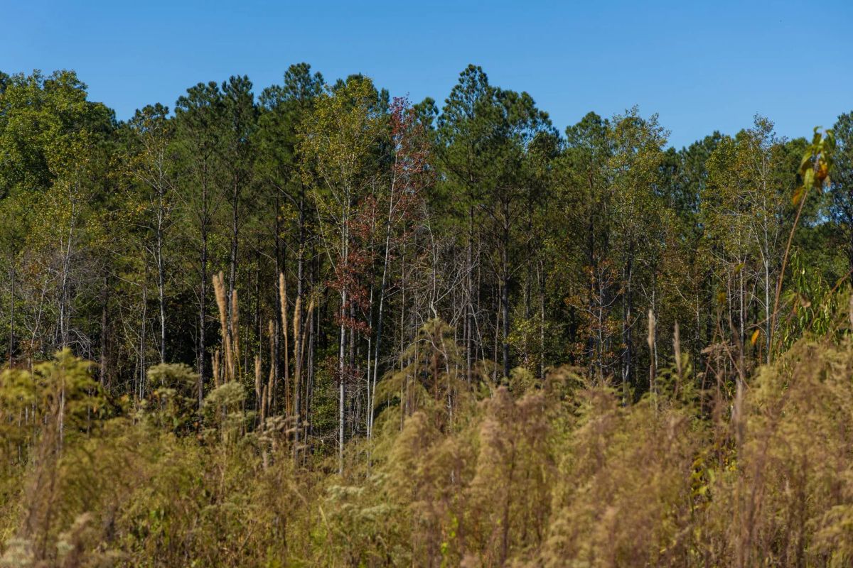 Decorative background for Meyer’s Ridge Tract 14 image 10