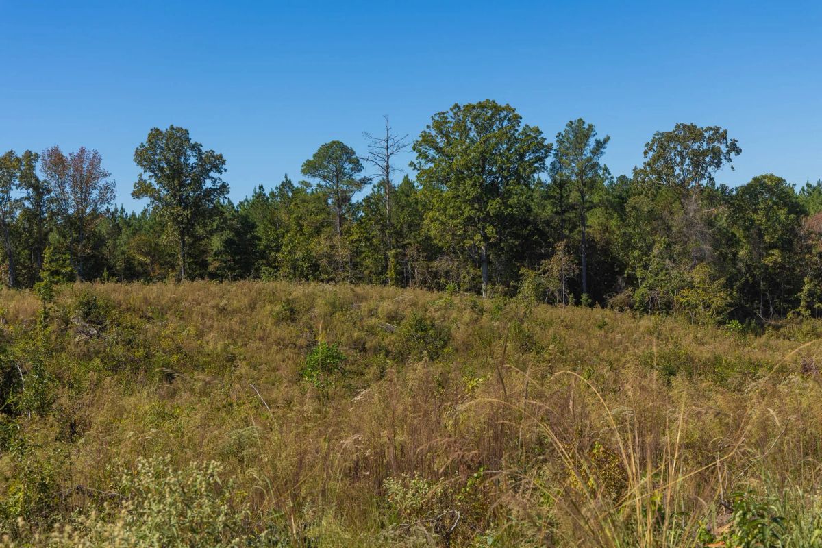 Decorative background for Meyer’s Ridge Tract 14 image 11