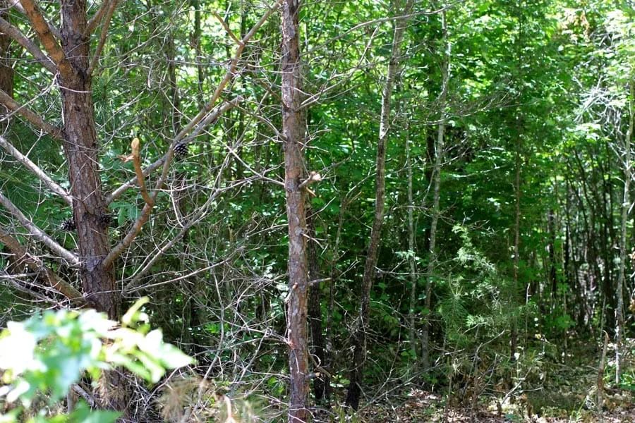 Hickory Hill Ranch Tract 10 in Decatur County, TN