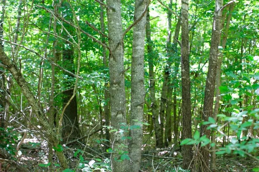 Decorative background for Hickory Hill Ranch Tract 10 image 6