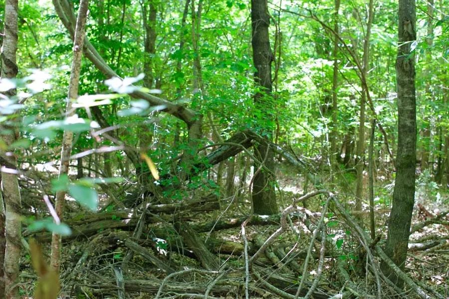 Decorative background for Hickory Hill Ranch Tract 10 image 7