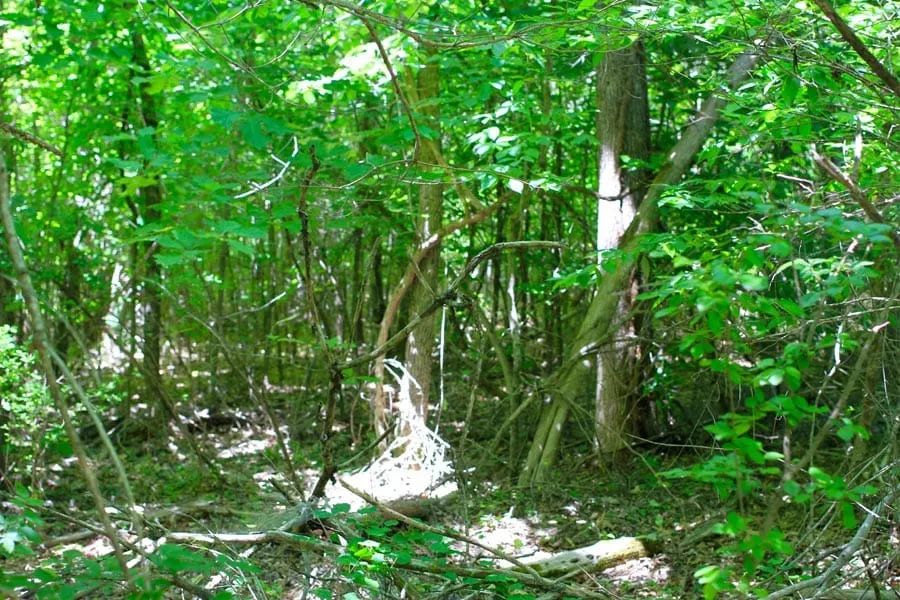 Decorative background for Hickory Hill Ranch Tract 10 image 8