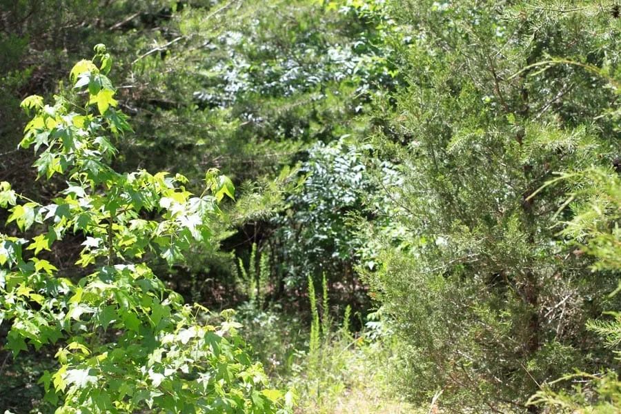 Decorative background for Hickory Hill Ranch Tract 10 image 9