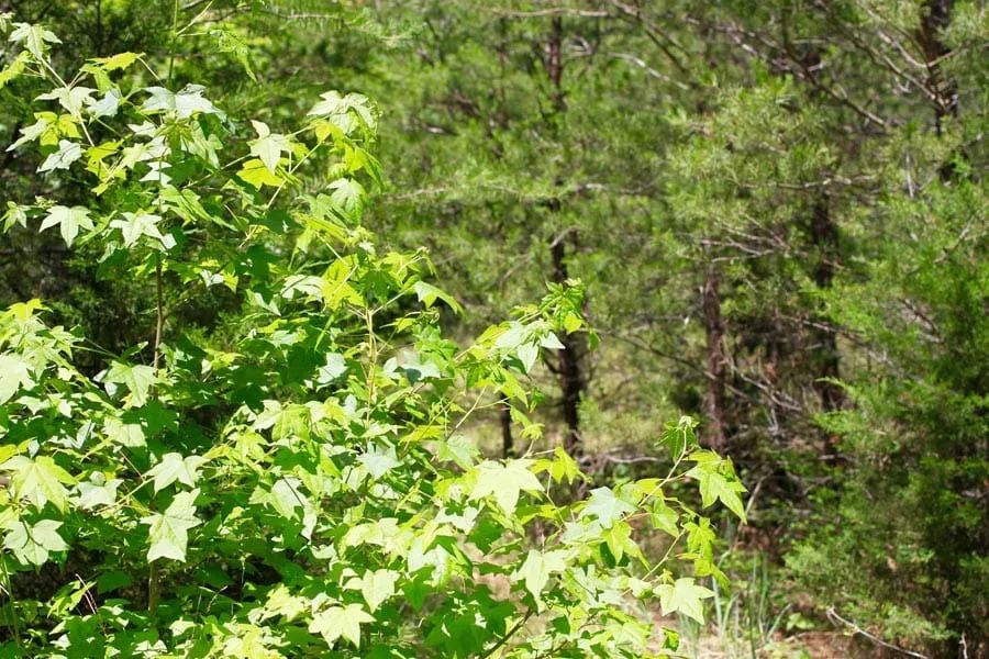 Decorative background for Hickory Hill Ranch Tract 10 image 10